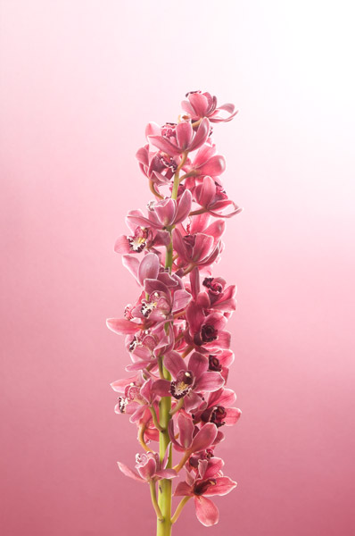 http://www.sarcmophie.ch/files/gimgs/28_violetweb.jpg